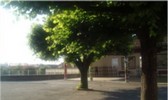 vue des arbres